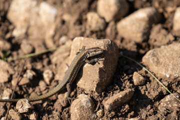 lizard on the stone