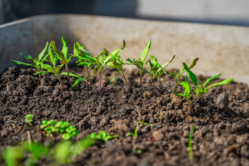 Seedlings growing on a bed in a greenhouse close-up on a sunny spring day