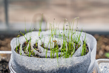 Seedlings growing using snail technology, close-up