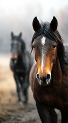 Fototapeta premium Horses grazing peacefully in a misty pasture during early morning hours