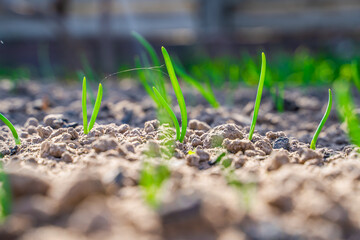 Green onions growing in a vegetable garden close-up, early spring