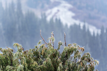 A close-up of juniper branches in spring, which froze in the wind on the mountain, their green...