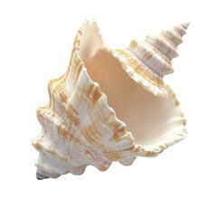 Obraz premium Exquisite seashell, intricate spiral, delicate curves