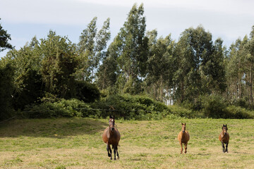 Fototapeta premium herd of horses in the forest