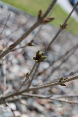 budding bush close up