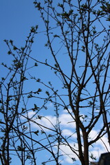 tree branches against blue sky