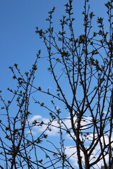 tree branches against blue sky
