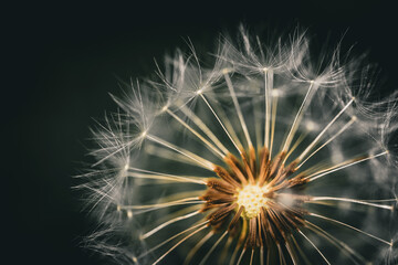 Obraz premium Nahaufnahme von den Flugsamen des Löwenzahns