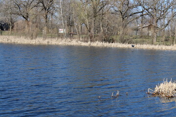 reeds, water, view