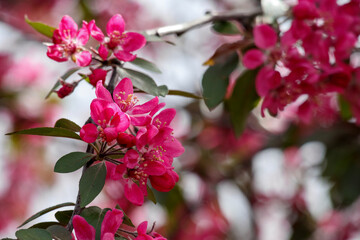  The bright pink flowers that bloom on the branches most likely belong to one of the ornamental varieties of the apple tree genus. © Jorens