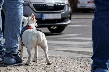 
A small, white dog with a black spot, wearing a blue harness and leash, standing on a crosswalk...