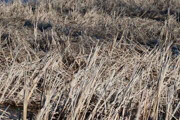 dry grass texture