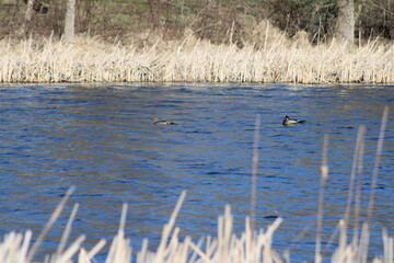ducks on the lake