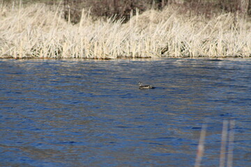 duck on the lake