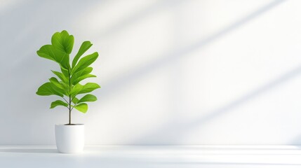 A small fiddle leaf fig plant in a white pot sits against a white wall with sunlight streaming through.
