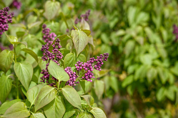blooming lilac with purple flower clusters and green leaves.