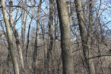 robin on the tree