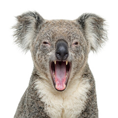 Obraz premium Isolated adorable koala yawning displaying tiny teeth