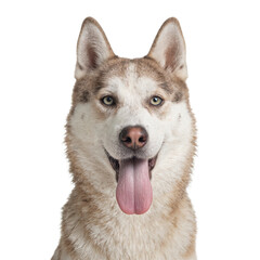 Fototapeta premium Cheeky husky dog headshot with tongue sticking out isolated on white background