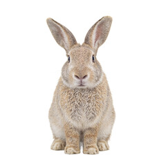 Obraz premium Isolated startled bunny rabbit headshot with wide eyes