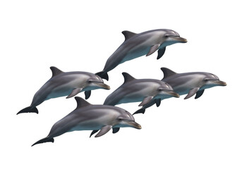 Fototapeta premium Group Of Dolphins Swimming Gracefully In Water