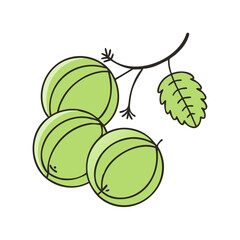 indian gooseberry icon, indian gooseberry vector illustration-simple illustration of indian gooseberry, perfect for indian gooseberry logos and icons