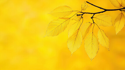 Obraz premium Vibrant Yellow Leaves on Branch with Soft Yellow Background for Autumn Nature Themes