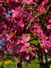 pink flowers are flooded with sunlight
