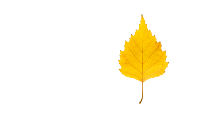 Autumn yellow leaf black background