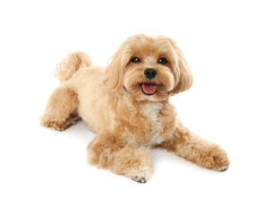 Cute Maltipoo dog on white background. Lovely pet
