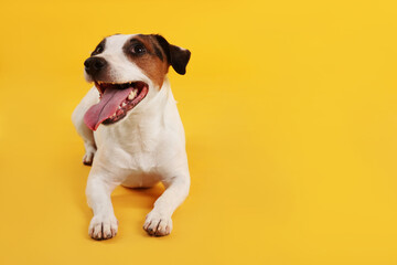 Cute Jack Russell Terrier dog lying on yellow background. Space for text