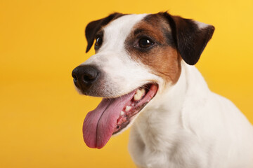 Portrait of cute Jack Russell Terrier dog on yellow background