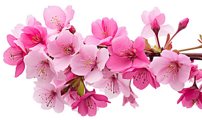 on transparent backgroundSakura Cherry Tree Flowers in Vivid Pink Tones Macro Close-Up

