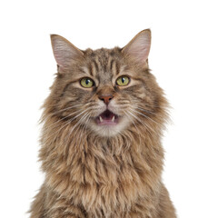 Fototapeta premium Isolated Maine Coon cat headshot with shocked expression for pet lovers and emotion concepts