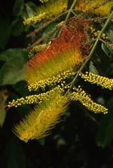 The flowers of the Bolivar State and especially those of the Gran Sabana are unique in the world,...