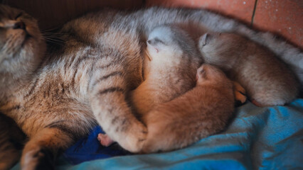 Mother cat gently nurses her newborn kittens, creating a heartwarming scene of maternal care and...