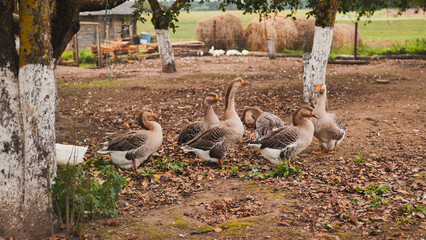 Flock of geese and a duck wandering through a farmyard, enjoying the vibrant colors of fall and the fresh outdoor atmosphere