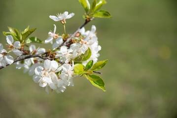 blossom on trees, spring beauty of nature