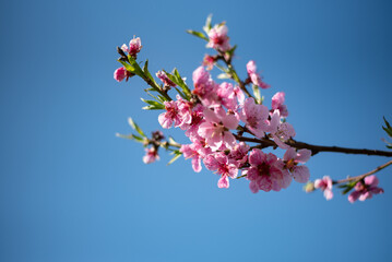 cherry blossom trees against blue sky