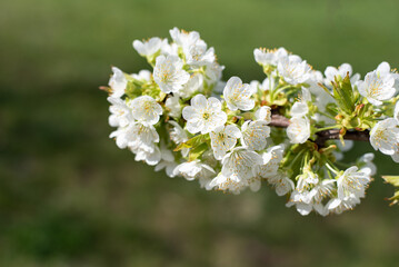 blossom on trees, spring beauty of nature