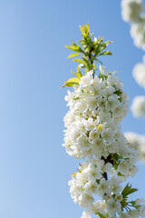 blossom on trees, spring beauty of nature