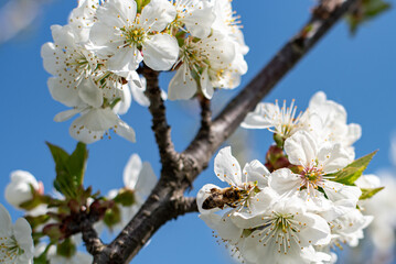 blossom on trees and bee collecting nectar, spring beauty of nature