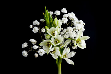 Woman holding bouquet with beautiful gypsophila and freesia on black background, closeup