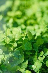 Alfalfa field with young plants and green foliage background.