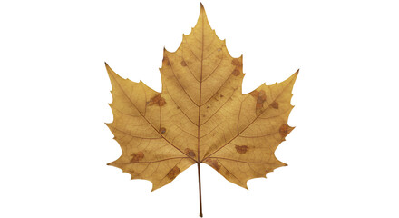 Fototapeta premium Dry golden leaf black background