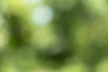 Abstract Bokeh Background of Lush Green Leaves