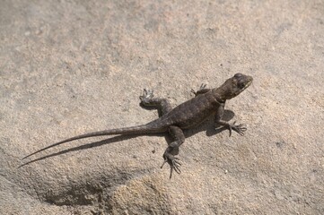 The birds in the Bolivar State, many hawks that hunt small animals, in addition to other types of birds.
