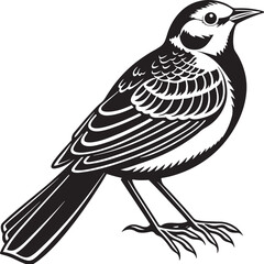 Obraz premium White Wagtail silhouette vector design