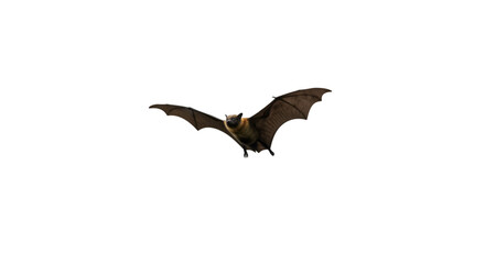 Obraz premium Flying bat dark background wildlife animal