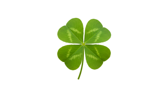 Four leaf clover green good fortune symbol